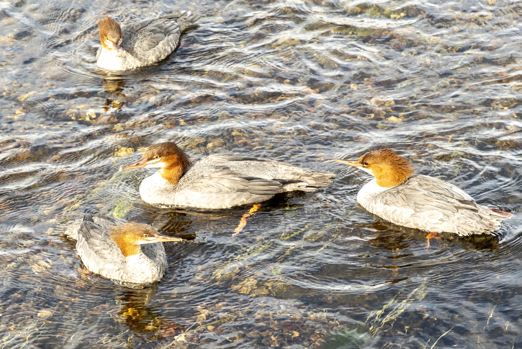 Common Merganser Ducks